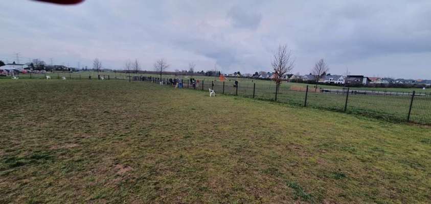 eingezäunte Hundewiesen im Rhein-Erft-Kreis und Umland Köln-Beitrag-Bild