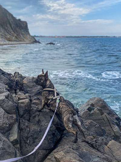 Dogorama Photo Challenge - Tierischer Urlaub-Beitrag-Bild