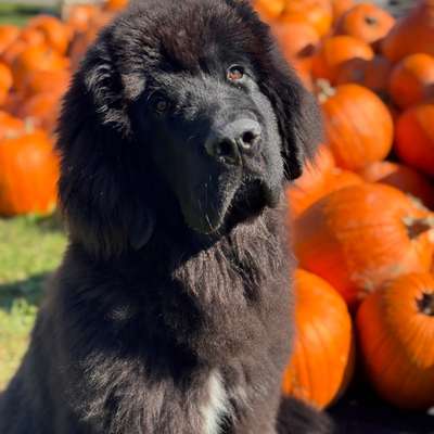 aktuelles Foto Gruppe Neufundländer & Landseer