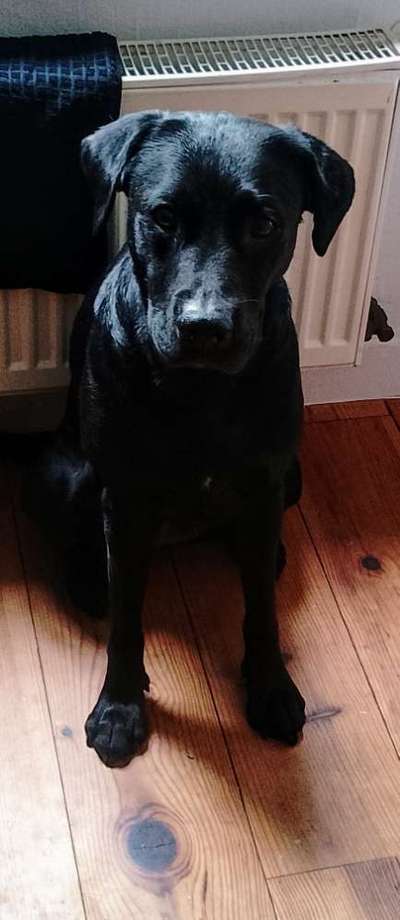 Unsere Fellnasen-Vielfalt im Überblick!-Beitrag-Bild