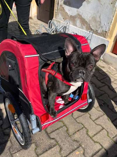 Französische Bulldoggen-Beitrag-Bild