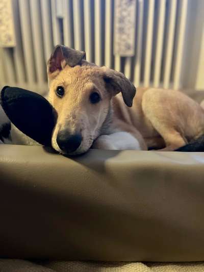 Wurfgeschwister "Kurzhaarcollies vom Isteiner Klotz"-Beitrag-Bild