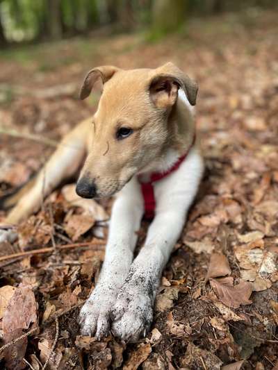 Collies gesucht-Beitrag-Bild