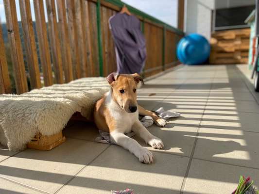 Collies gesucht-Beitrag-Bild