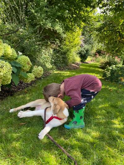 Collies gesucht-Beitrag-Bild