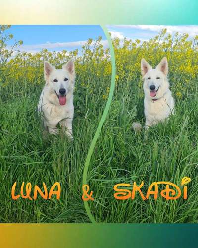 9.Farben-Fotochallenge            Gelb-Beitrag-Bild