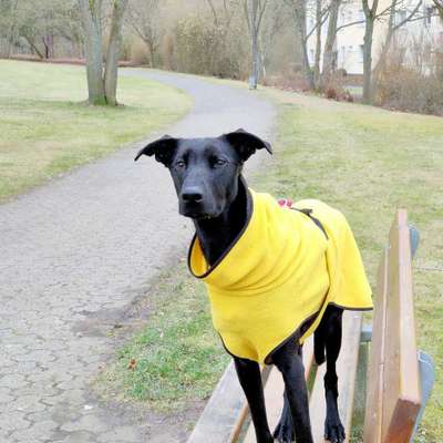 Hundetreffen-Leitzpark Wetzlar