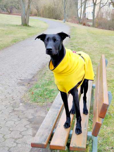 Windhundtreffen - PLZ-Beitrag-Bild