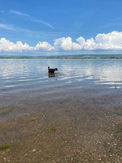 Appenzeller Sennenhunde-Beitrag-Bild
