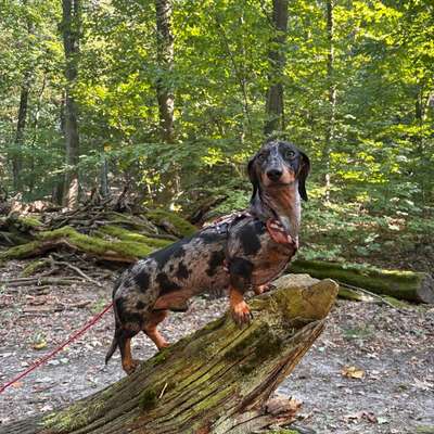 Hundetreffen-Walk with the dogs-Bild