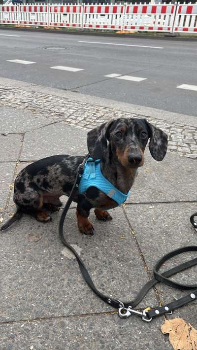 Wie sitzt mein Geschirr?-Beitrag-Bild