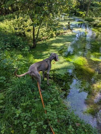 Weimaraner-Beitrag-Bild
