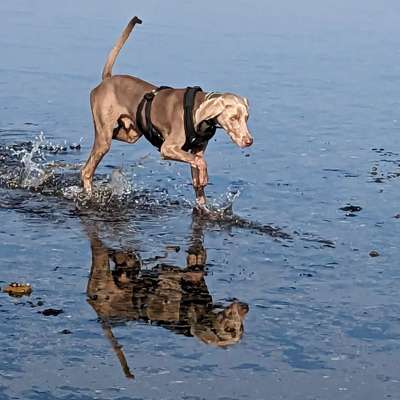 Hundetreffen-Junghunde/Training/Spielkameraden gesucht-Bild