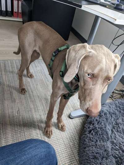 Weimaraner-Beitrag-Bild