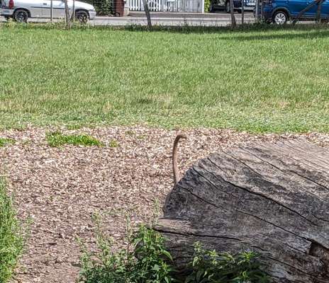 143. Fotochallenge: Ja, wo isser denn?-Beitrag-Bild