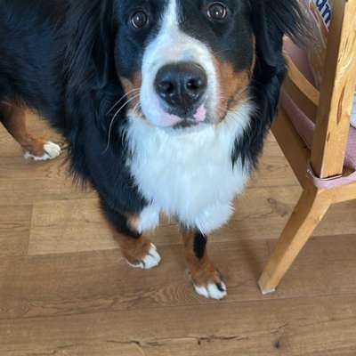 Hundetreffen-Spiel u. Begegnungstreff-Bild