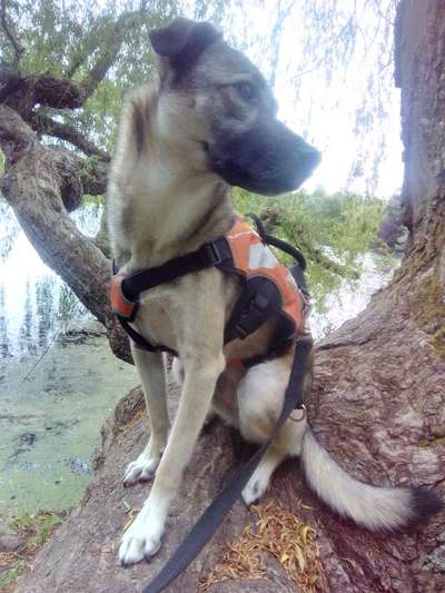 Eure Erfahrungen mit Hunden aus dem (Auslands)Tierschutz-Beitrag-Bild