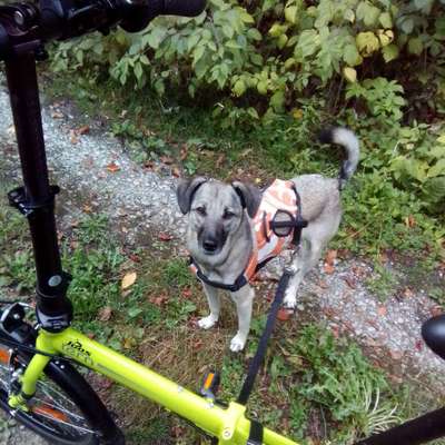 Hundetreffen-Ruhige Gassirunde und Sozialkontakt-Bild