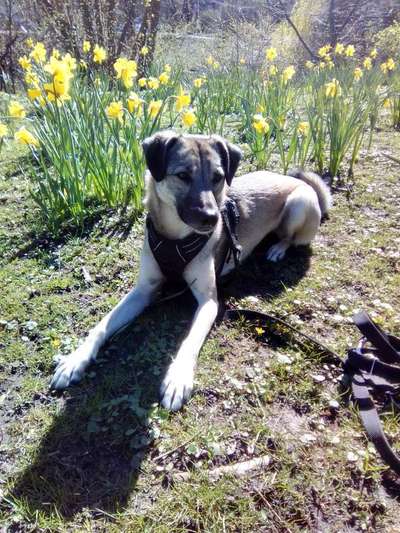 Wie heißt dein Hund?-Beitrag-Bild