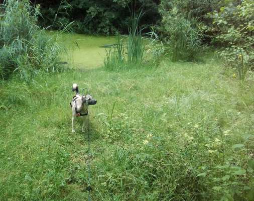 Die wunderschöne Welt mit Hund.-Beitrag-Bild