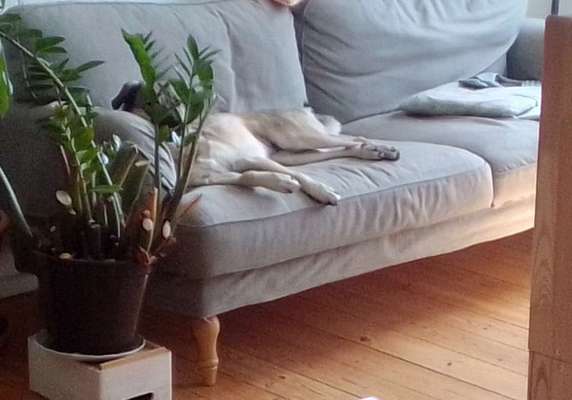 Dogorama Photo Challenge - Tarnung ist alles-Beitrag-Bild