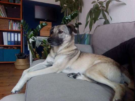 Kangal Fans ! ! ! !-Beitrag-Bild