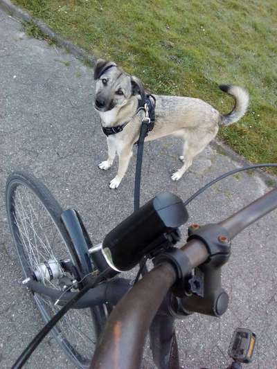 Westsibirische Laika ^~^-Beitrag-Bild