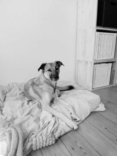 eure Spitznamen für die Vierbeiner-Beitrag-Bild