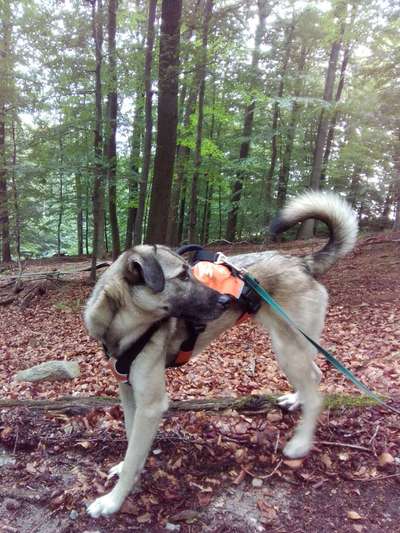 Auslandstierschutz-Beitrag-Bild