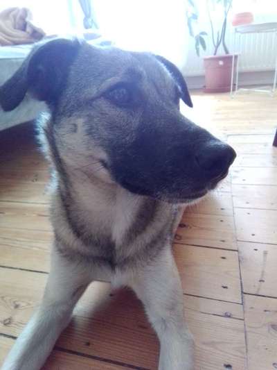 Westsibirische Laika ^~^-Beitrag-Bild