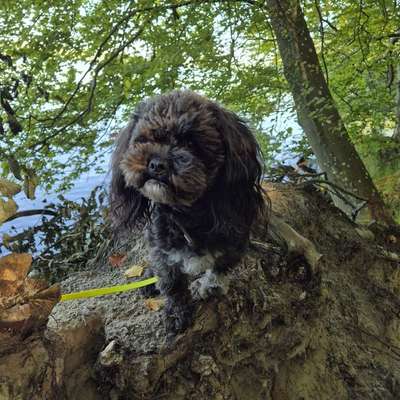 Hundetreffen-Gassirunde Schorfheide/Eberswalde-Bild