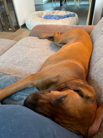 Rhodesian Ridgeback-Beitrag-Bild