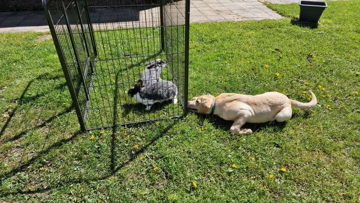 Hundetreffen-Suche Spielpartner für unseren Simba-Bild