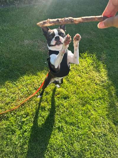 Hundetreffen-Spazieren oder playdate?-Bild