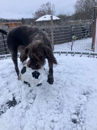 Hundetreffen-Spielrunde-Bild
