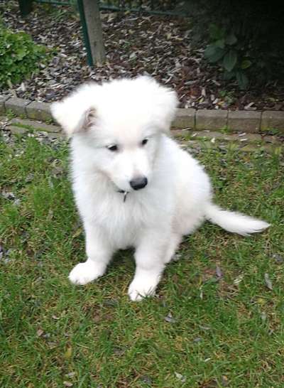 Welpen Bilder !-Beitrag-Bild