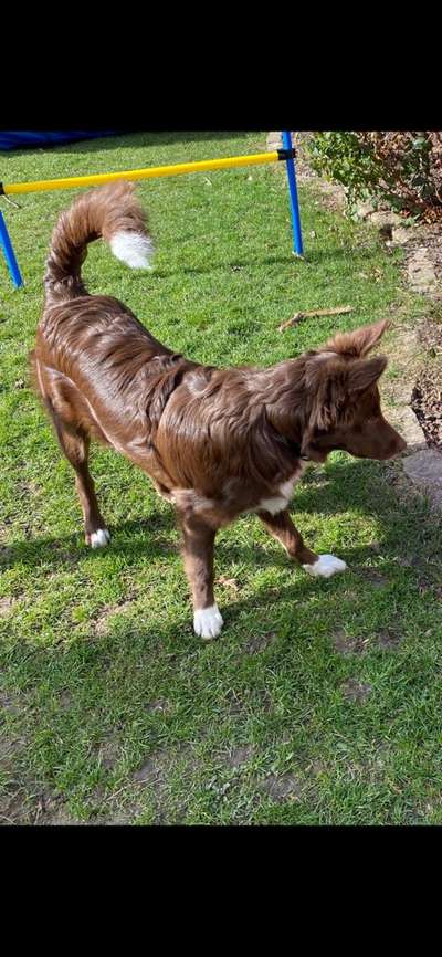 Gibt's hier noch mehr Border Collies???-Beitrag-Bild