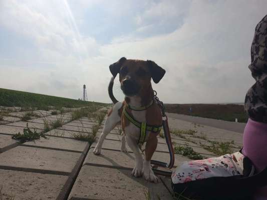 Jack Russell Terrier-Beitrag-Bild