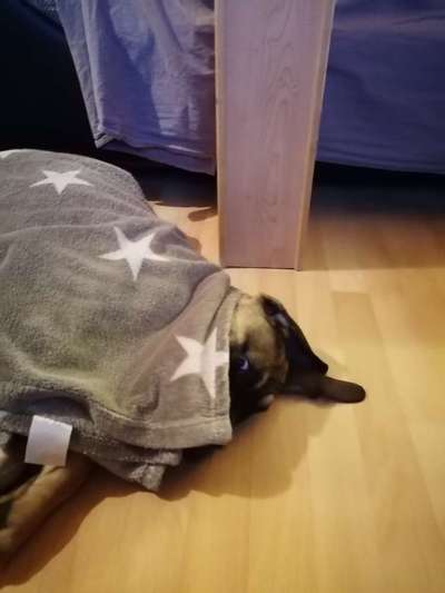 Dogorama Photo Challenge - Versteckspiel-Beitrag-Bild