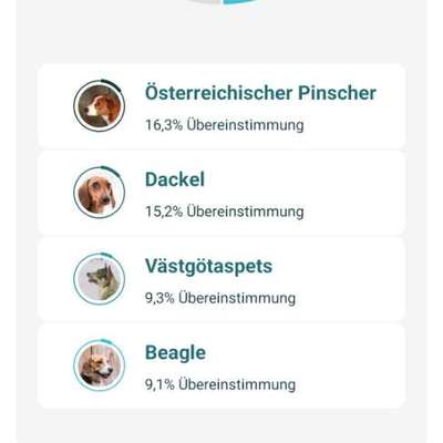 Welche Rasse ist mein Hund? (Mischling)-Beitrag-Bild