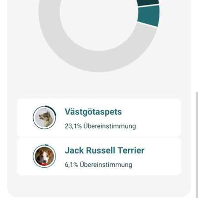 Welche Rasse ist mein Hund? (Mischling)-Beitrag-Bild