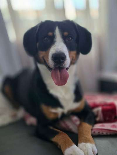 Hundetreffen-Energiebündel sucht spielpartner-Bild