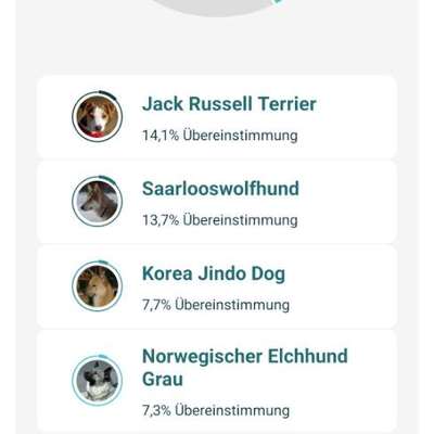 Welche Rasse ist mein Hund? (Mischling)-Beitrag-Bild