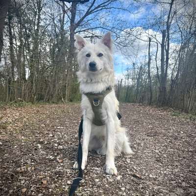 Hundetreffen-Gemeinsames Gassi & Spielrunden-Bild