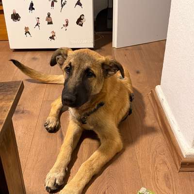 Hundetreffen-Spielkameraden für unseren Otto gesucht-Bild