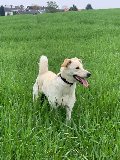 Auslandstierschutz-Beitrag-Bild