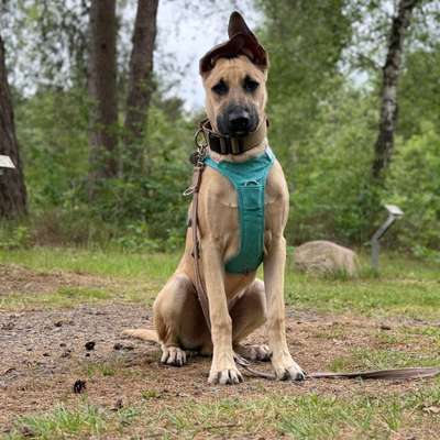 Hundetreffen-Nero sucht spiel & Spazierkameraden-Bild