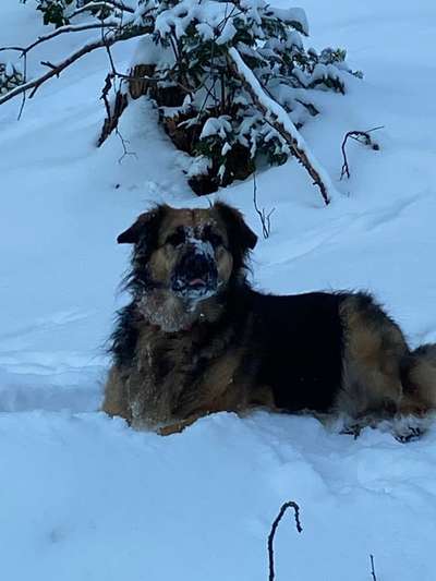 Die Dogorama Kalender Challenge Teil 2/4-Beitrag-Bild