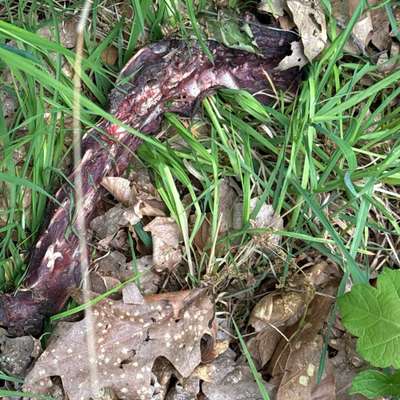 Giftköder-Tote Tierreste-Bild