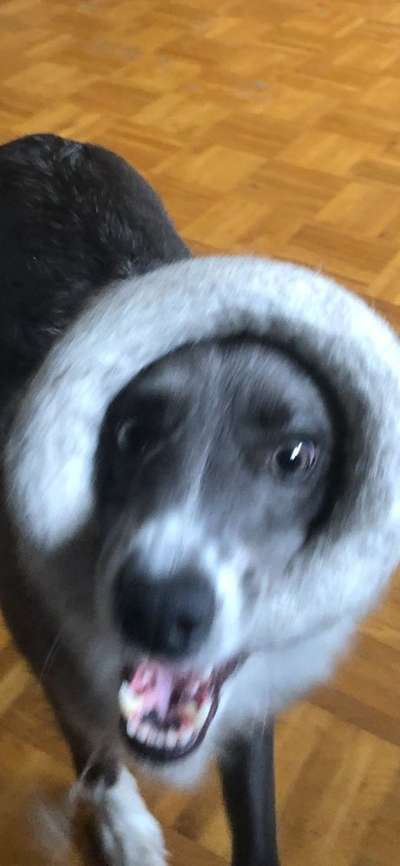 Dogorama Photo Challenge - Details Ganz nah-Beitrag-Bild